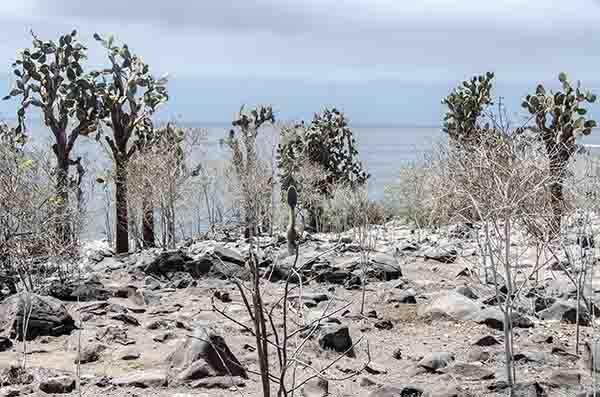 124 - Ecuador - islas Galapagos - isla Santa Fe